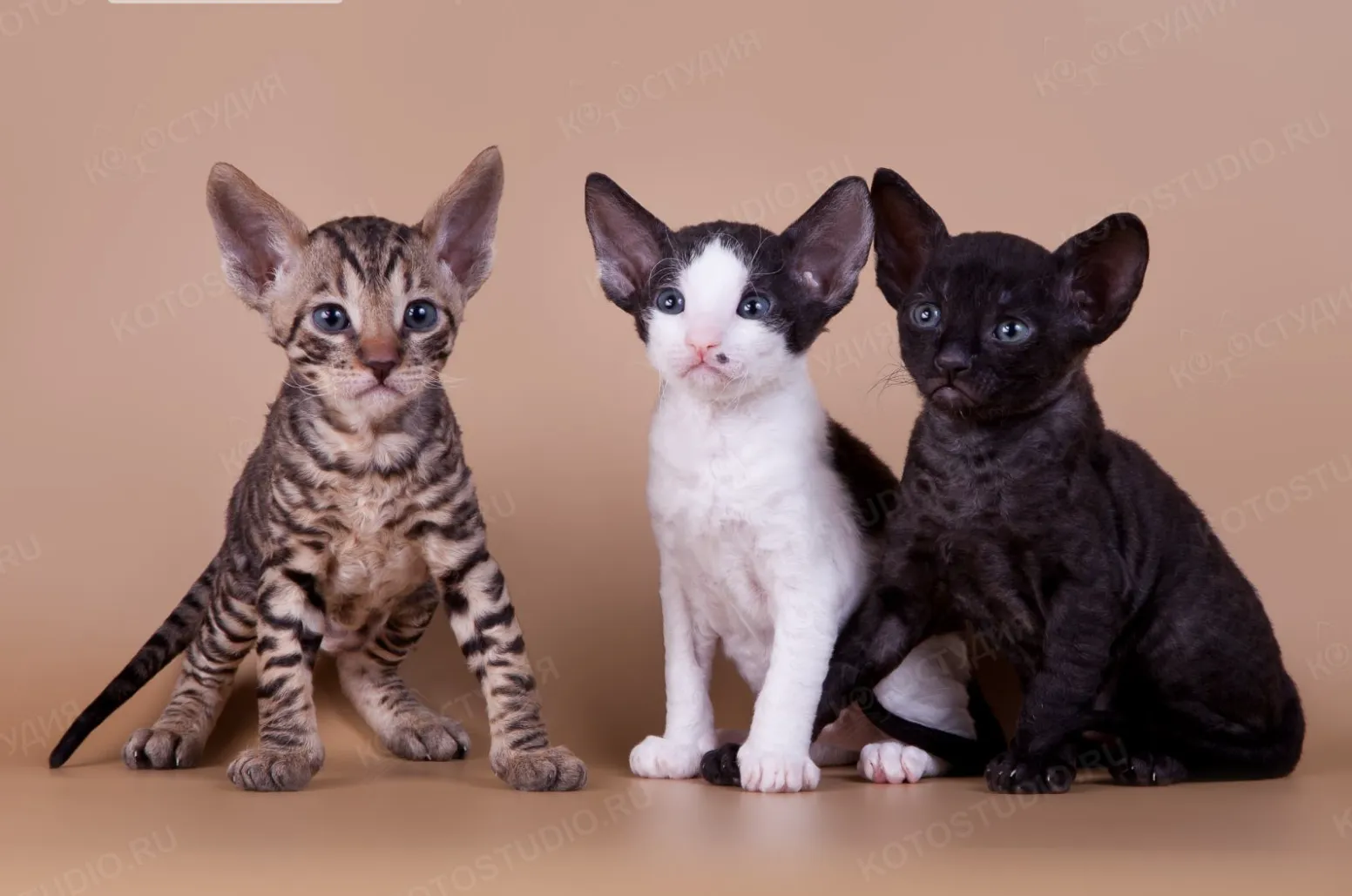 Да, мы такие! :)