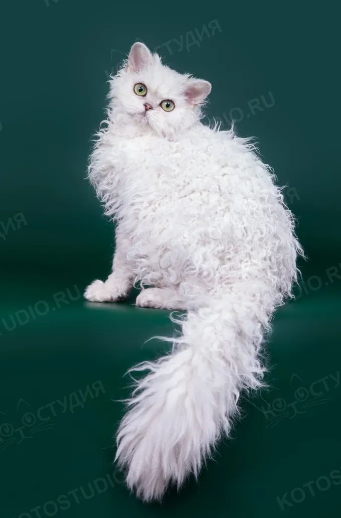 Пушистая и кудрявая - это селкирк-рекс, они вот такие. Мне не очень нравятся, у них характер другой и шерсть очень неустойчивая. Без выставочного груминга, над которым несколько часов потели пятеро, они выглядят как банная мочалка ) А корниш с утра встал и уже красавец ))
