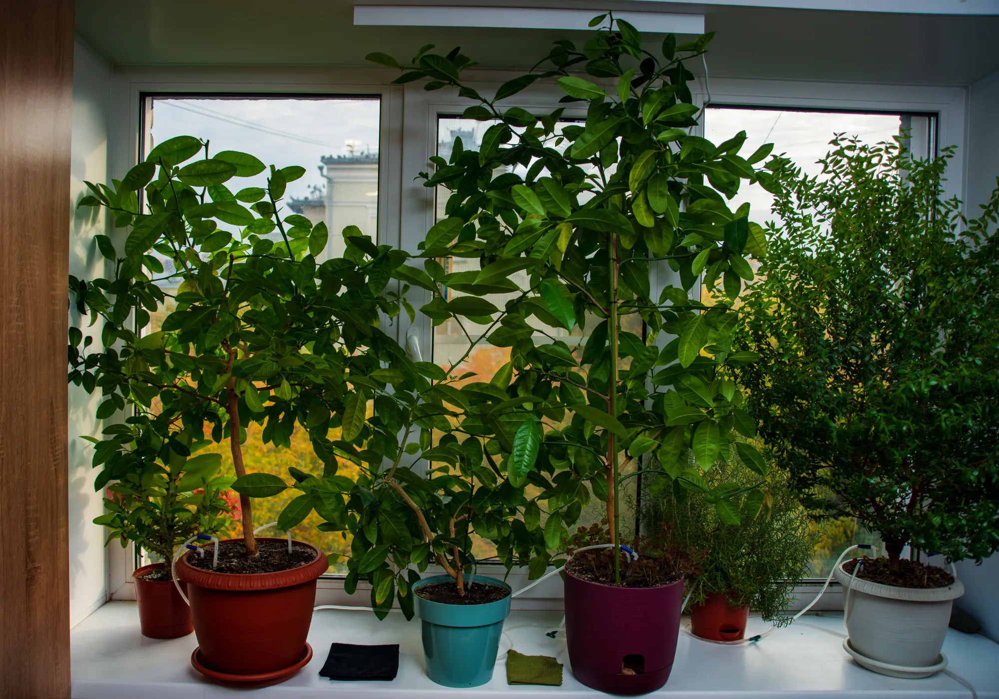 Красивой частью листа к окну повернуты на 90%. А в комнату в основном жопку показывают. Но крутить их ни в коем случае нельзя! Очень не любят