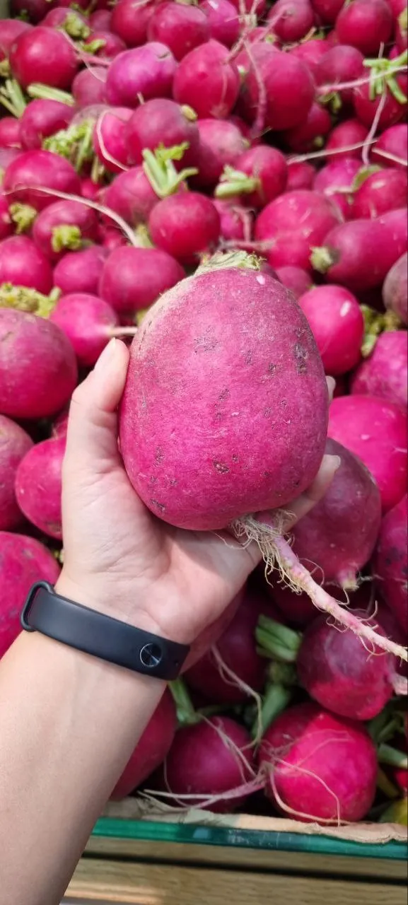 А это редиска, на вкус - совершенно нормальная, даже не горчит