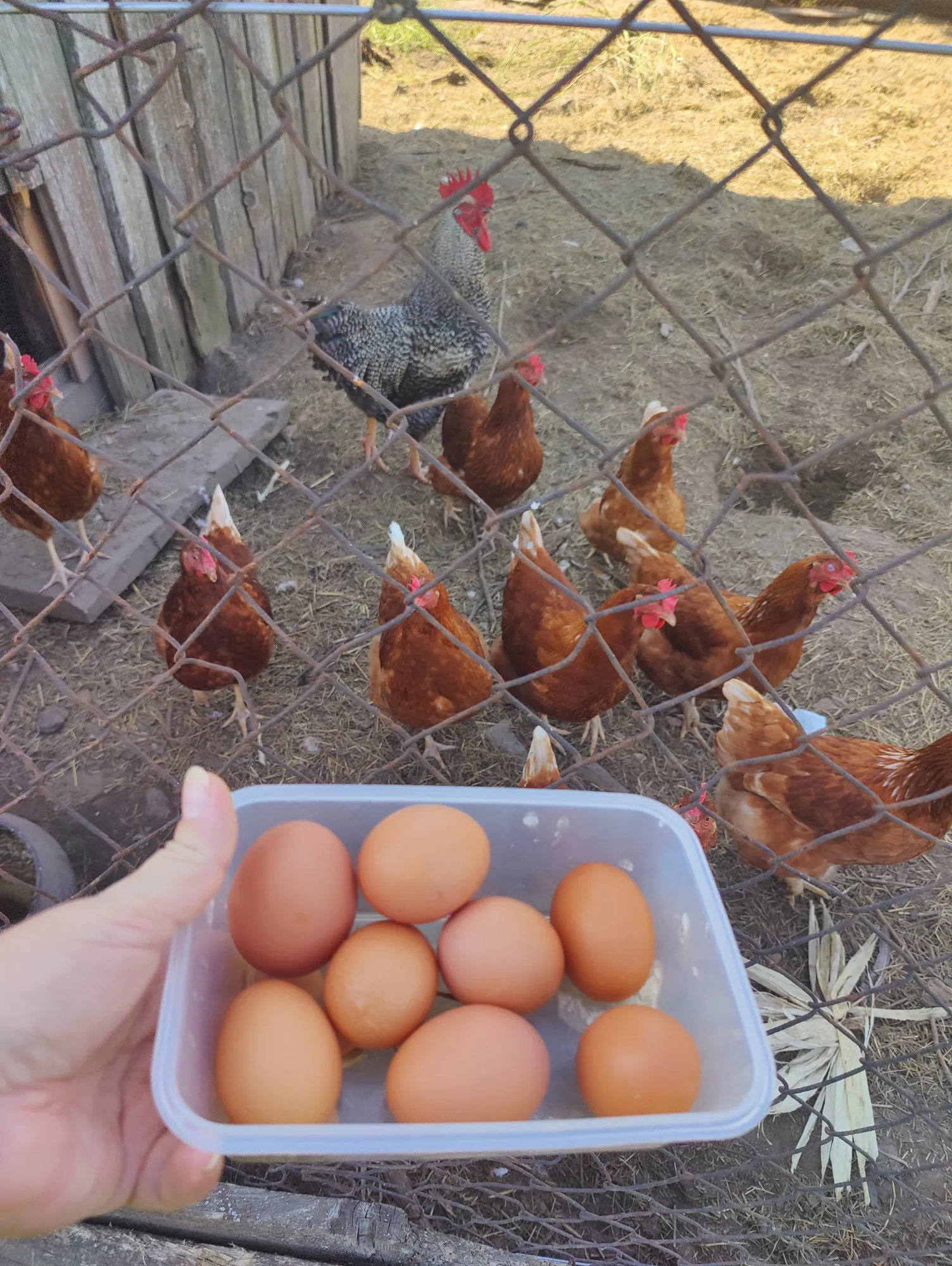 А где твои яйцы? Показывай